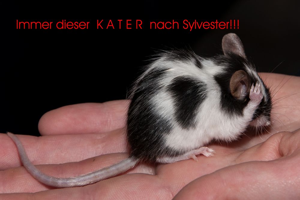 Pünktchen hat nen KATER!!!