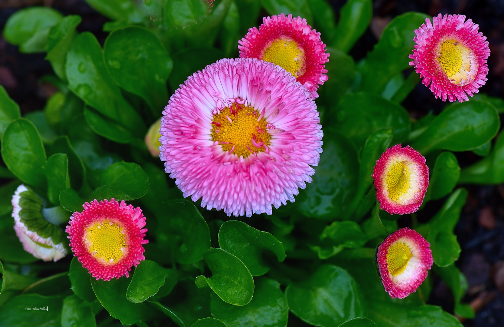 Pünktchen im Garten