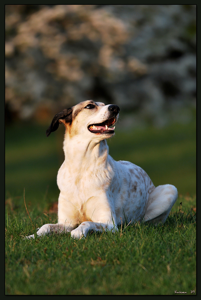 Pünktchen in der Abendsonne