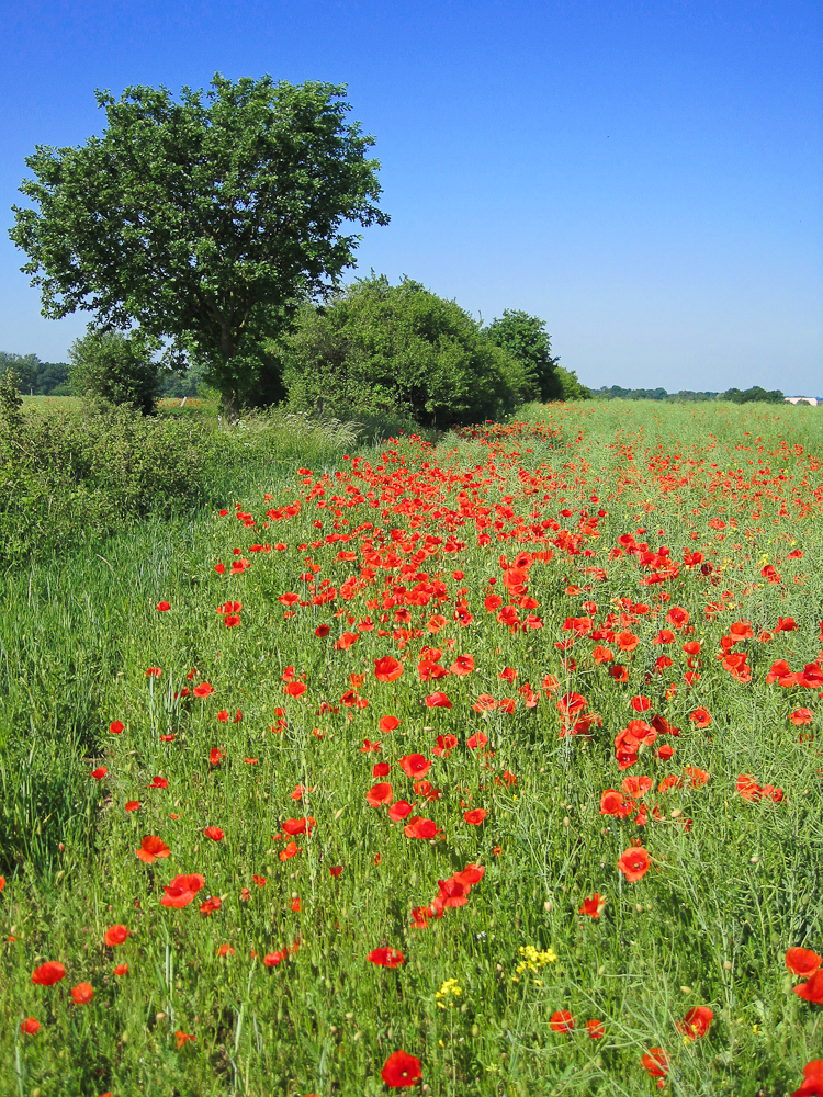 Pünktchen in rot