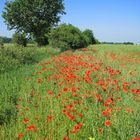 Pünktchen in rot