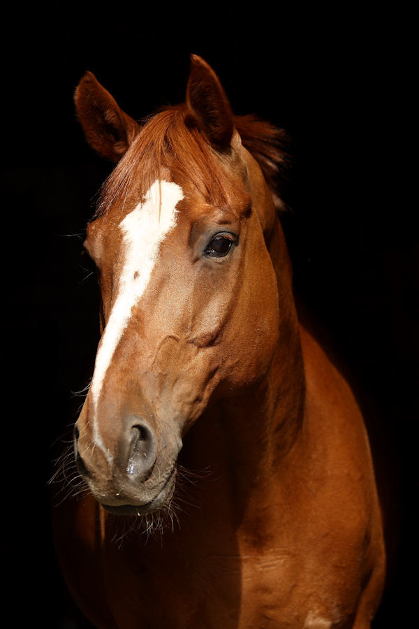 Pünktchen Portrait