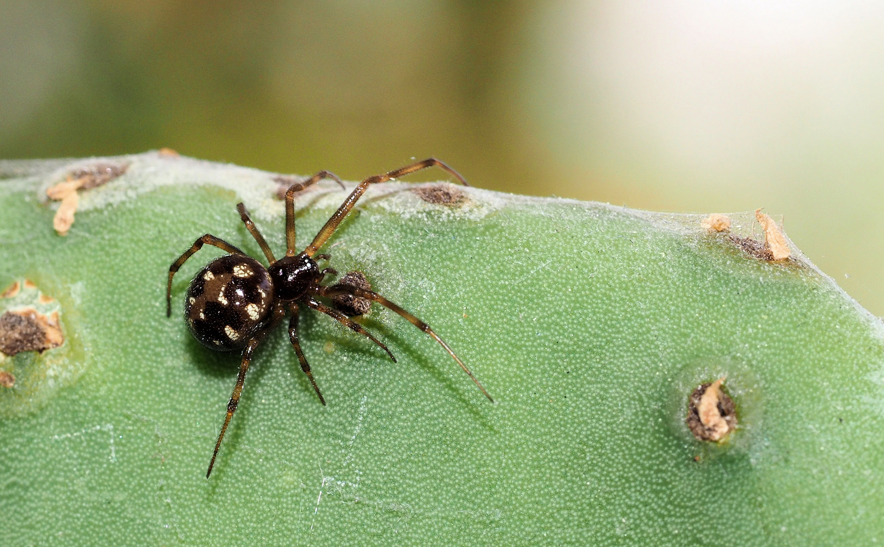 Pünktchen Spinne 