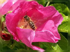 Pünktlich um 9.24 Uhr MESZ löste sich die Honigbiene und schwebte von der Rosa Canina weg...