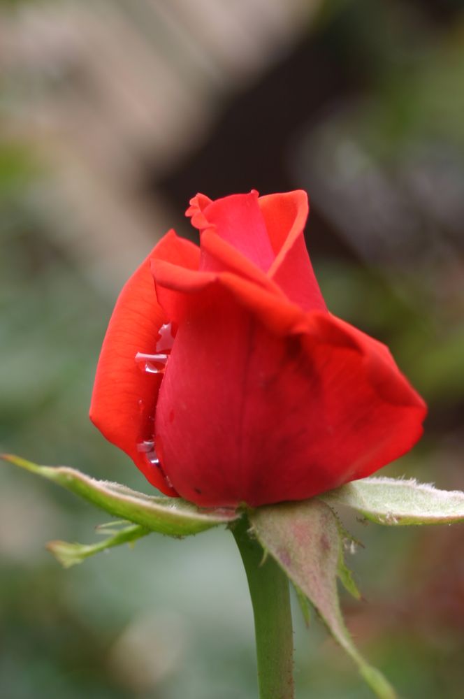 pünktlich zu Himmelfahrt beginnt die Rosenzeit