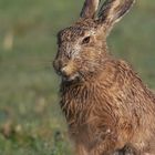 Pünktlich zu Ostern