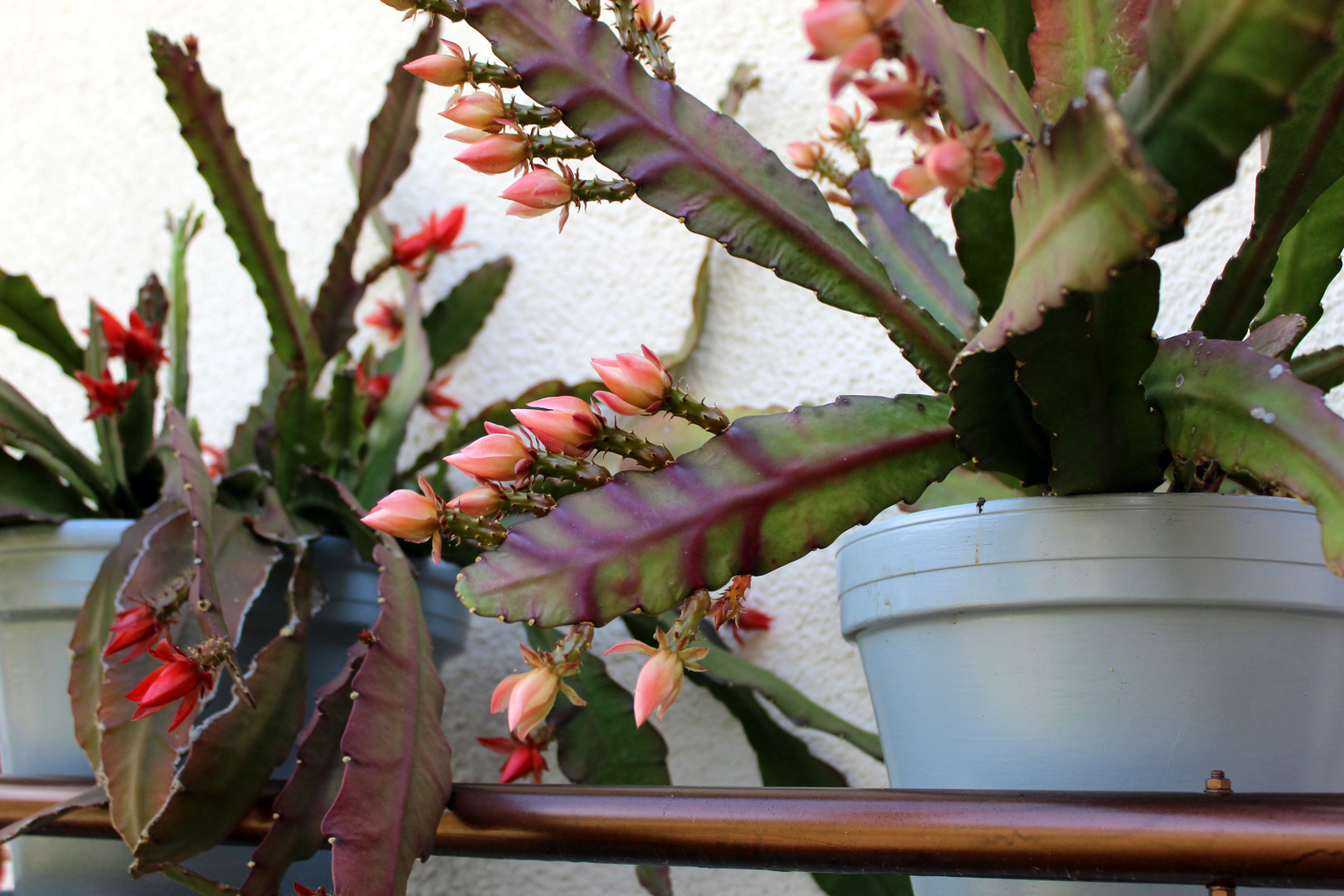 pünktlich zu Pfingesten die ersten Knospen