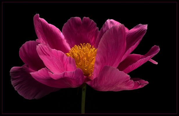 Pünktlich zum Fest öffnen sich die Pfingstrosen und zeigen ihre Pracht 