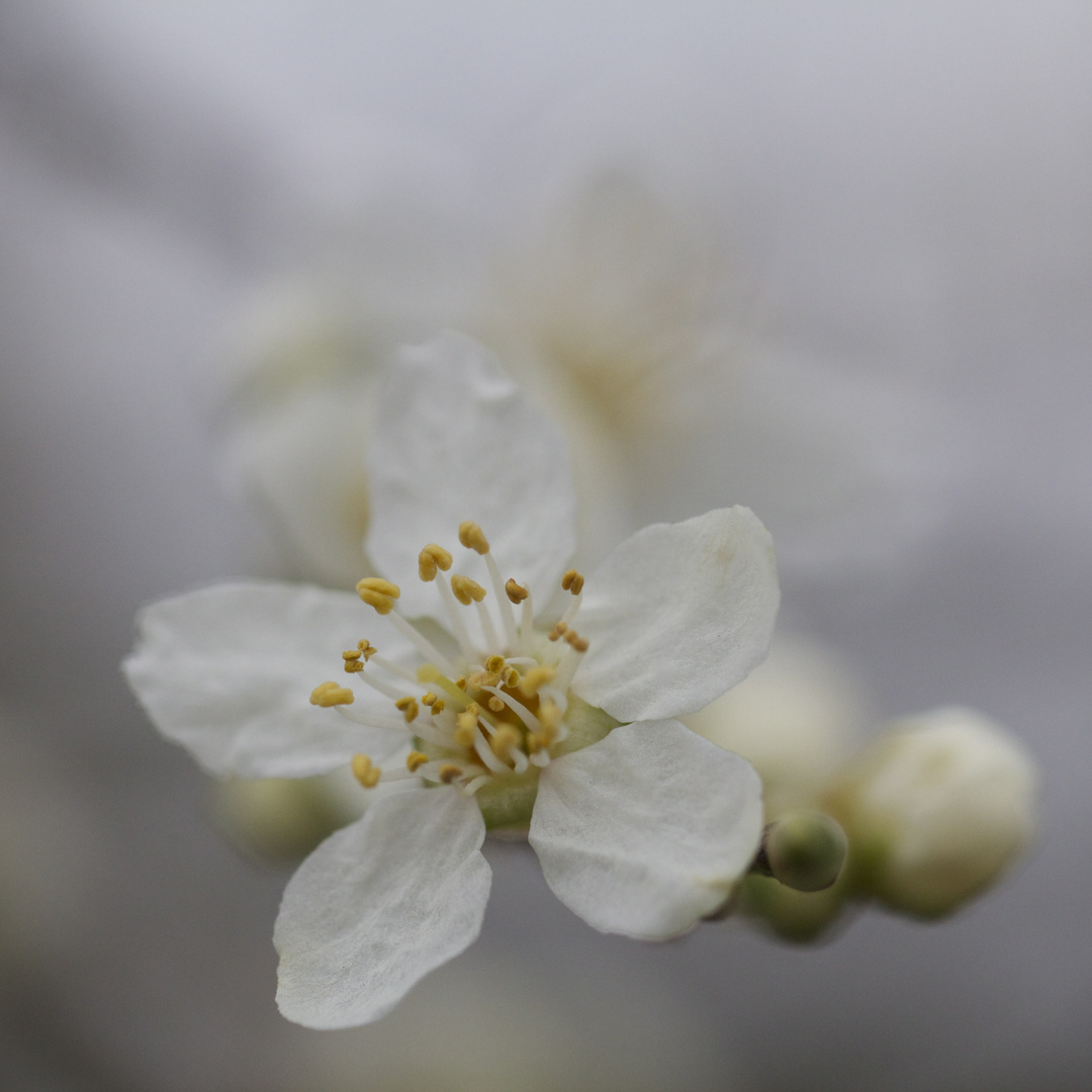 Pünktlich zum Frühlingsbeginn..