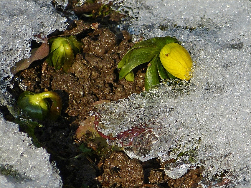 Pünktlich zum Mittwoch