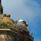 Puenta la Reina Storchennest