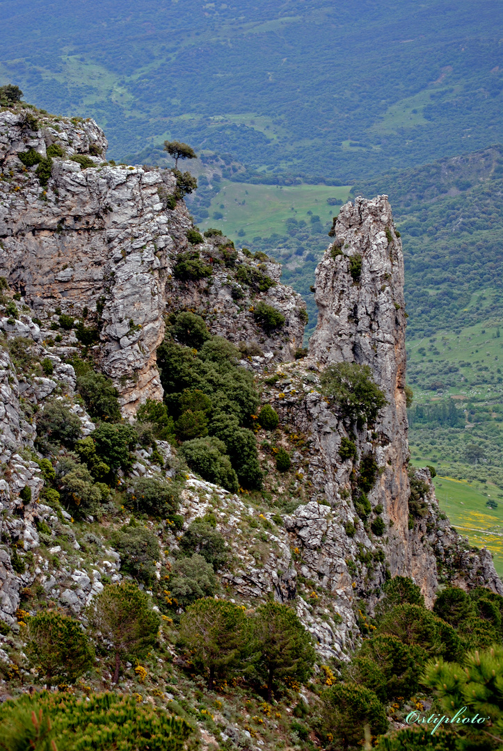 PUERTO DE LAS PALOMAS (Grazalema)