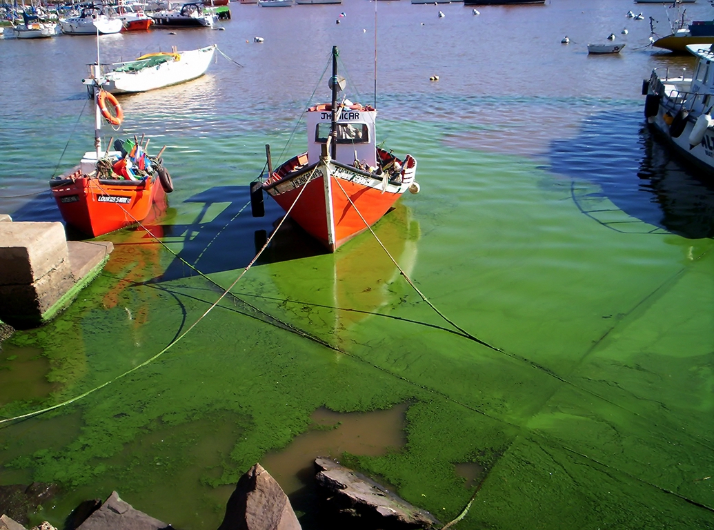 Puerto del Buceo