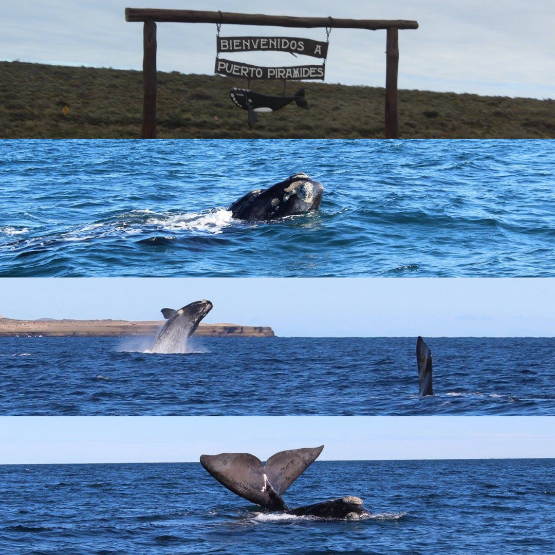 Puerto Pirámides Argentina