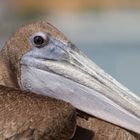 Puerto Rico (1). Brown Pelican