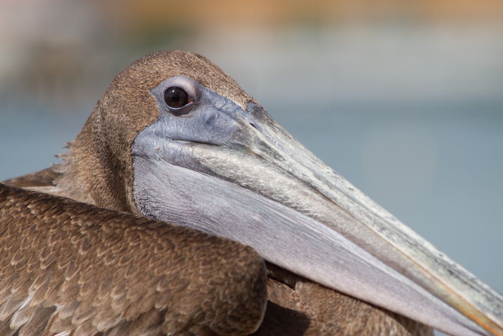 Puerto Rico (1). Brown Pelican
