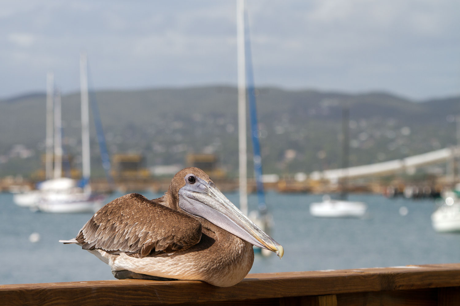 Puerto Rico (2). Brown Pelican