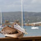 Puerto Rico (2). Brown Pelican