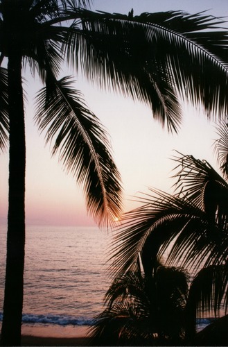 Puerto Vallarta Sonnenuntergang mit Palme