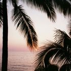 Puerto Vallarta Sonnenuntergang mit Palme