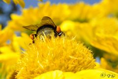 Püschel-Popo auf Püschel-Blume