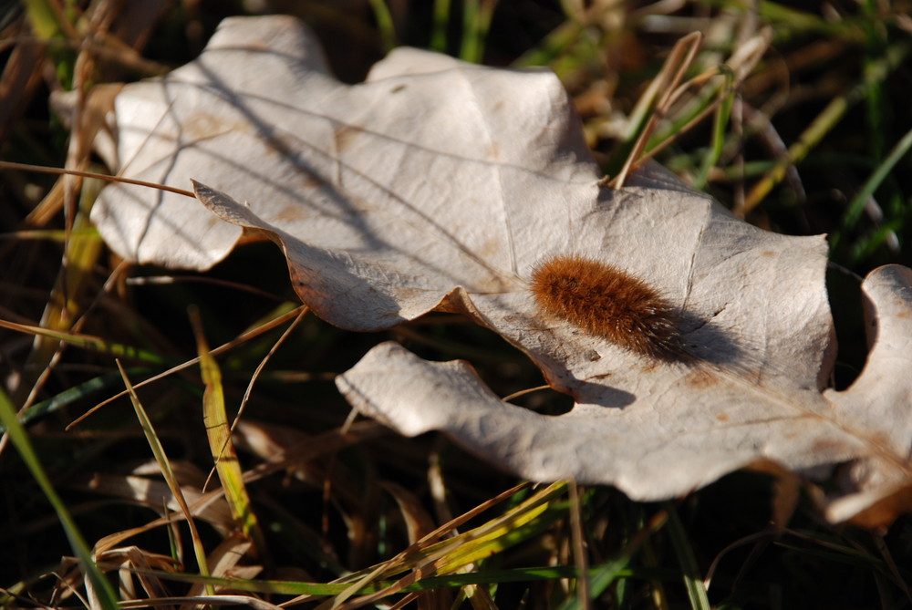 Püschelraupe