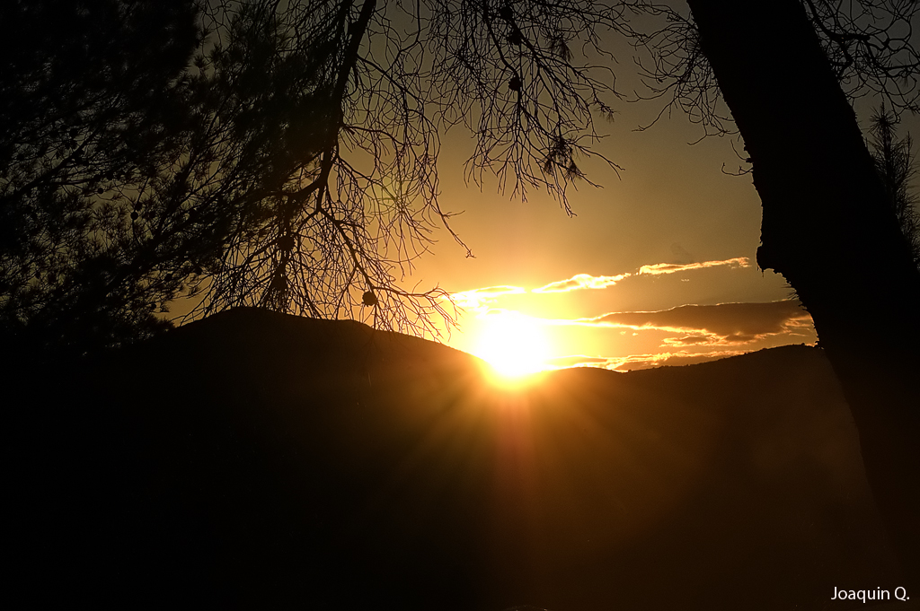 Puesta de sol entre pinos