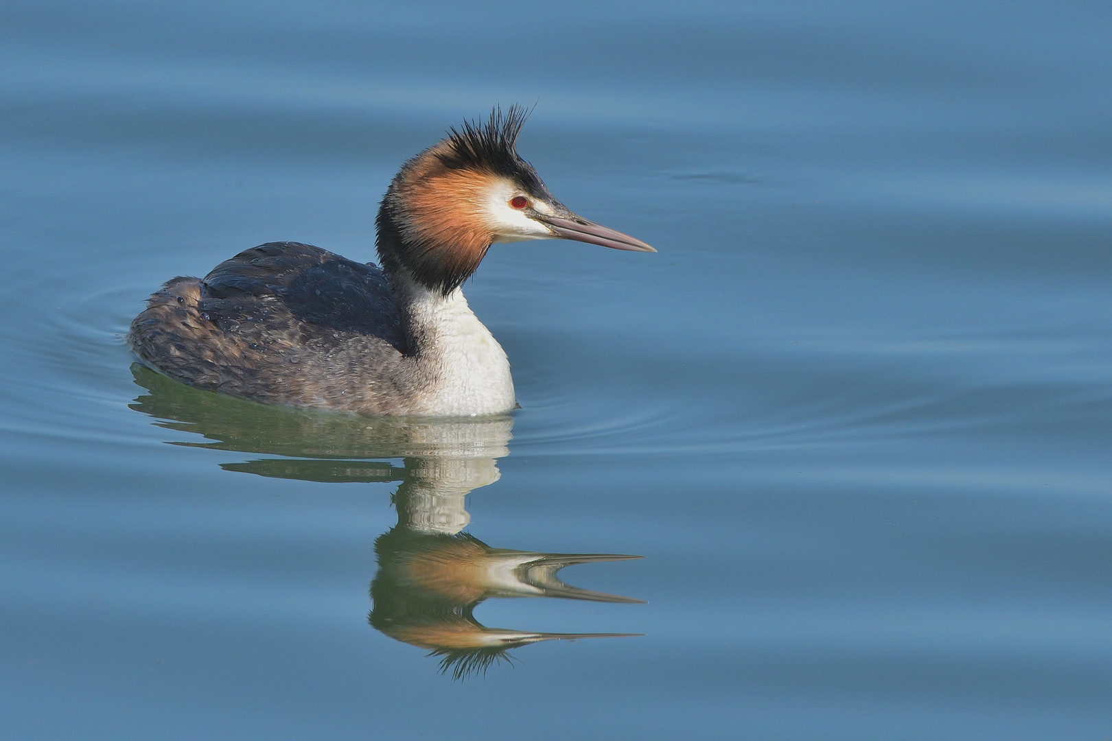 Püteketeke (Podiceps cristatus) Vogel des Jahrhunderts in Neuseeland