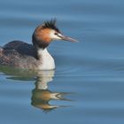 Püteketeke (Podiceps cristatus) Vogel des Jahrhunderts in Neuseeland