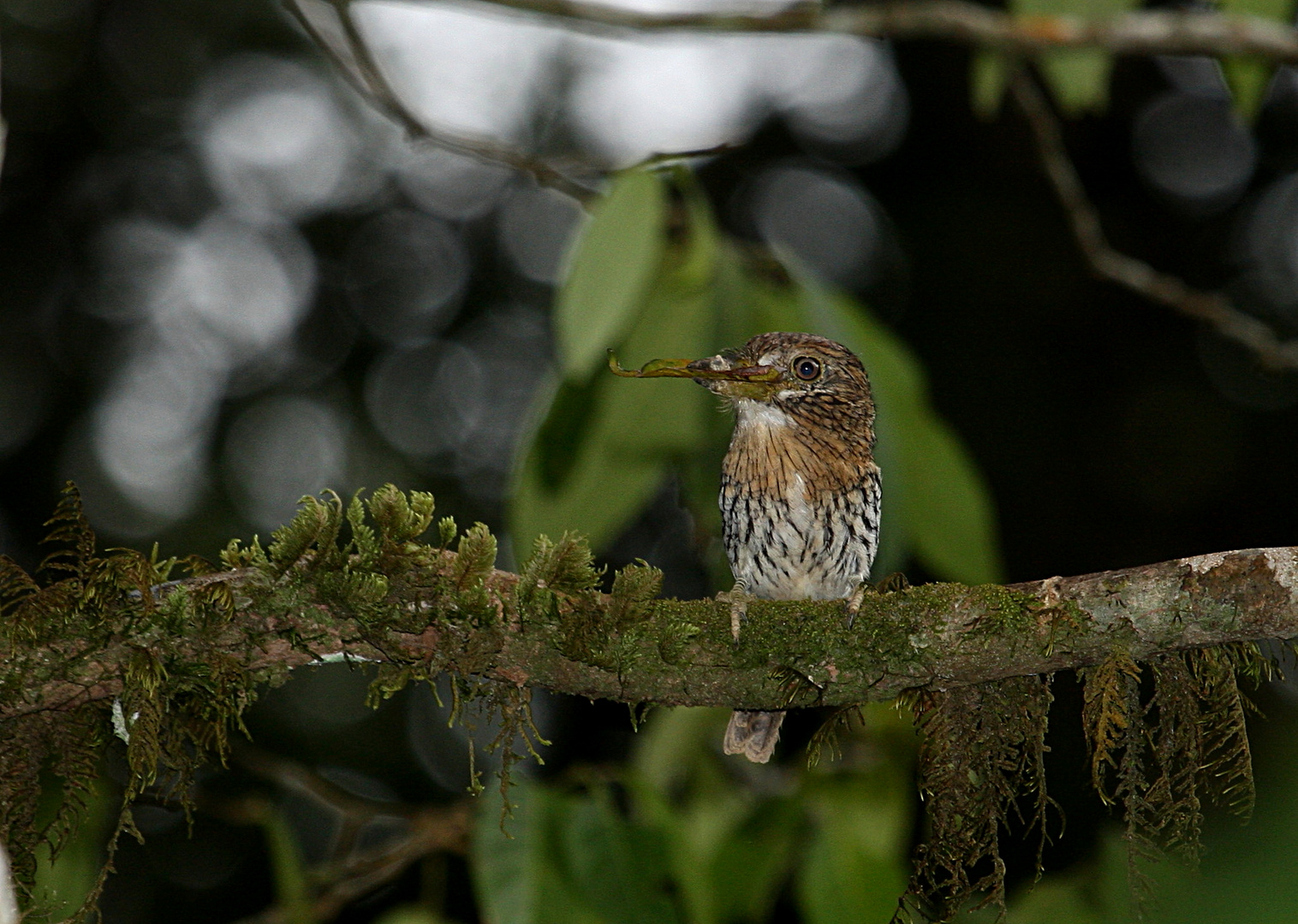 Puffbird