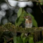 Puffbird