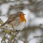 Puffed up Robin