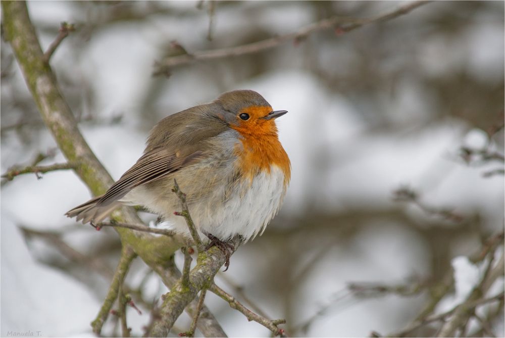 Puffed up Robin