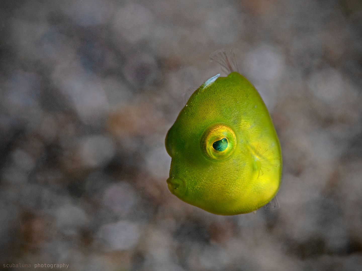 Puffer-Feilenfisch