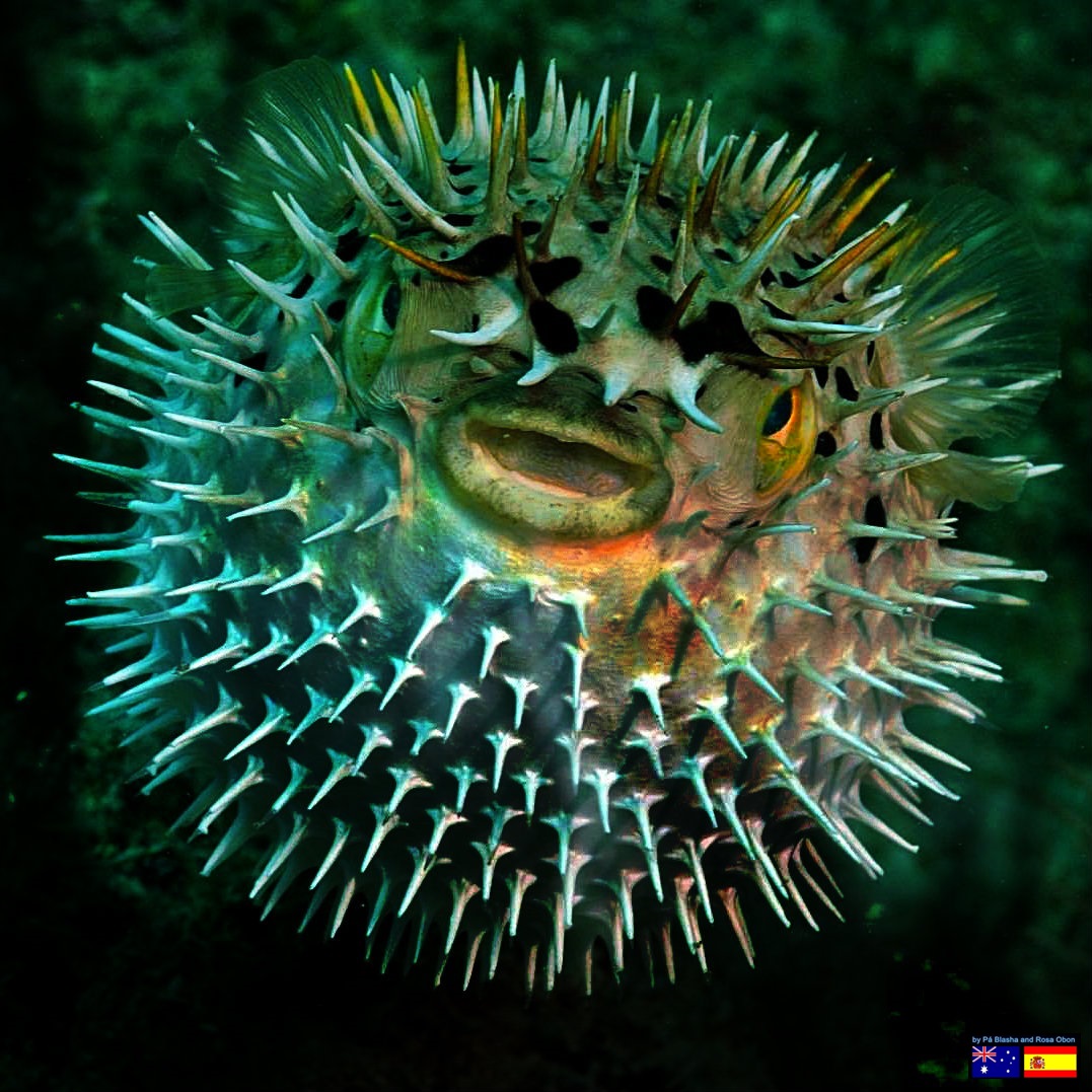 Puffer or Porcupine fish