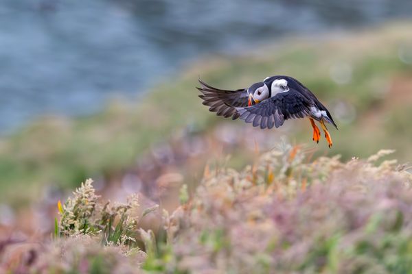 Puffin