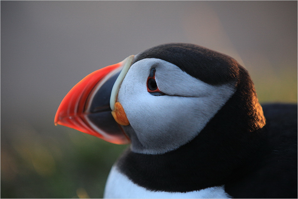 Puffin #02