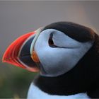 Puffin #02