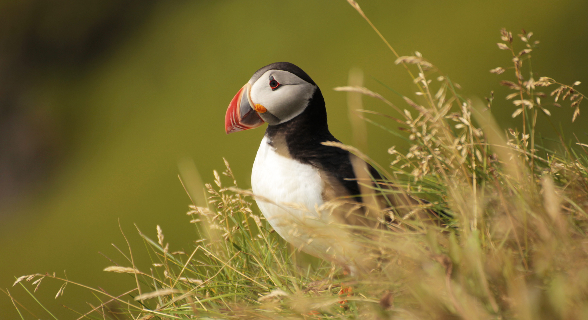 Puffin