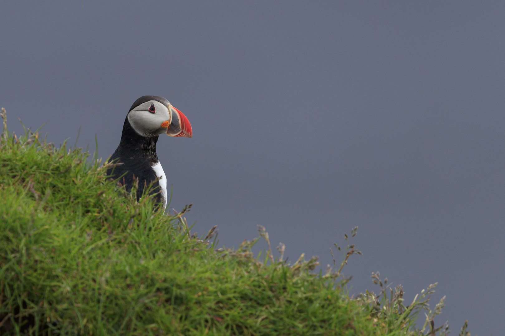 puffin