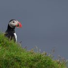 puffin