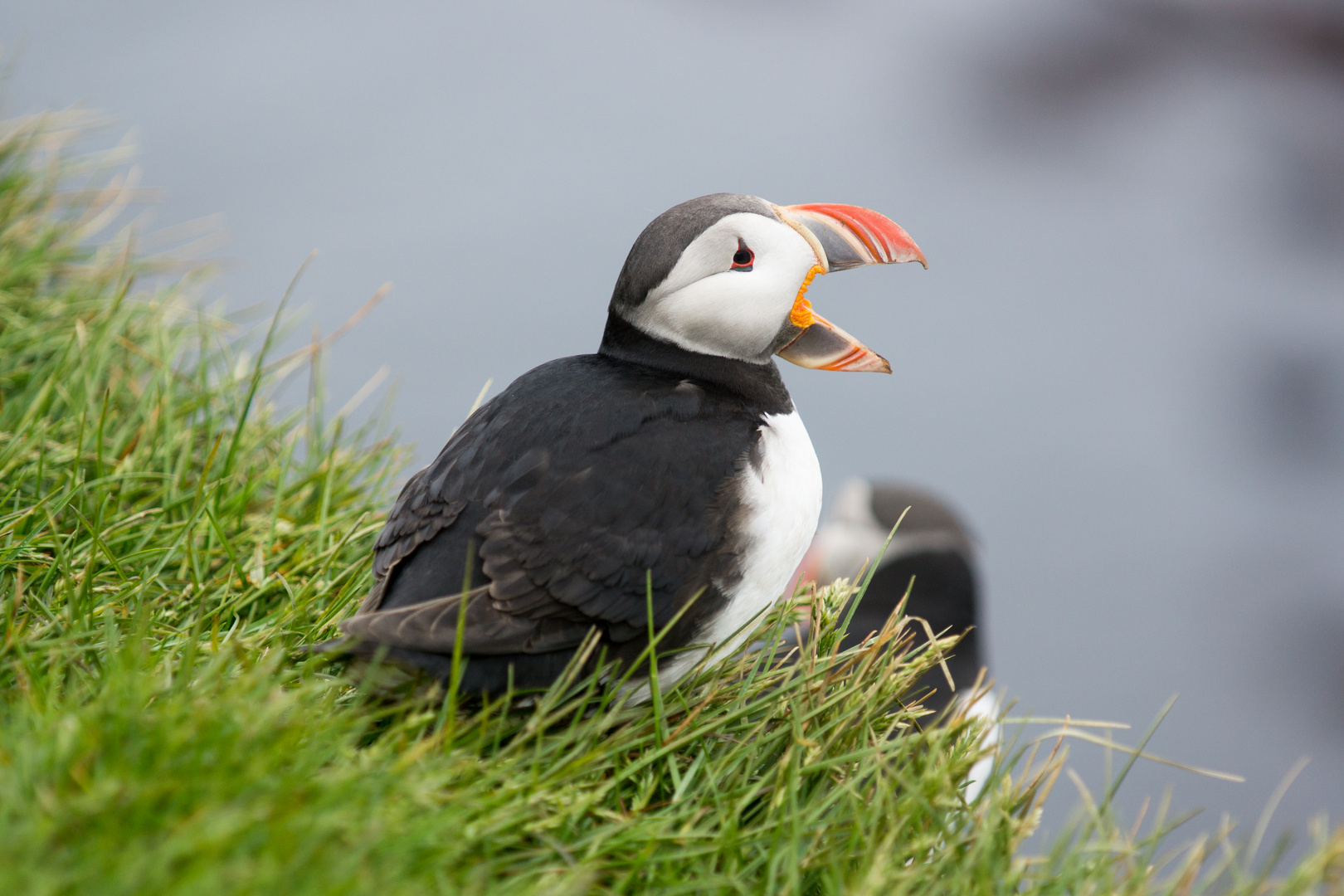 Puffin Foto & Bild wildlife, natur Bilder auf