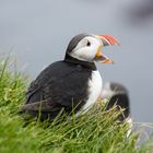 Puffin