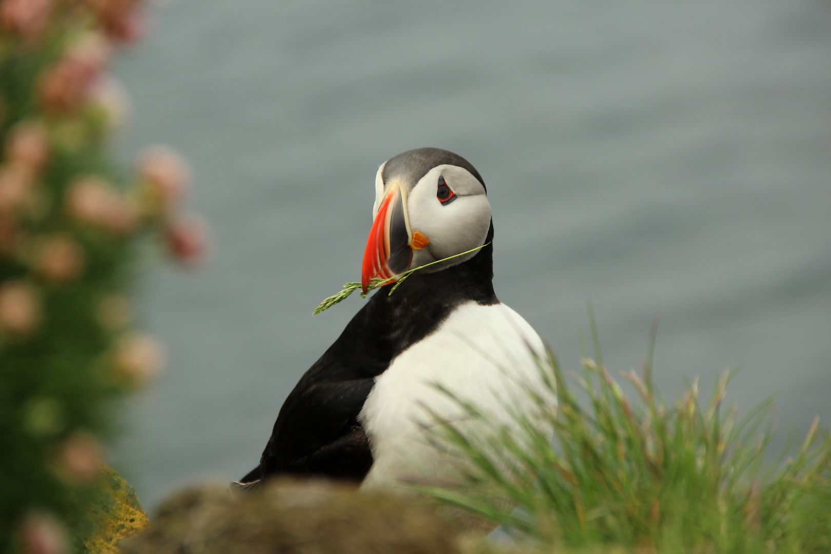 Puffin