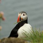 Puffin