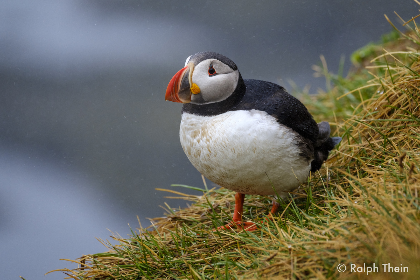 Puffin