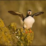 Puffin