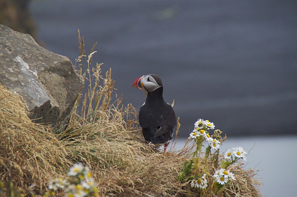 Puffin