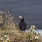 Puffin