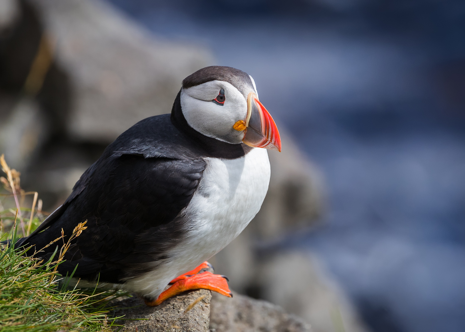 Puffin